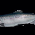 Chrome Steelhead reproduction Chrome Steelhead reproduction